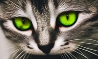 Katze