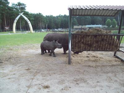 Baby Nashorn