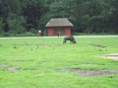 Gnus und Antilopen