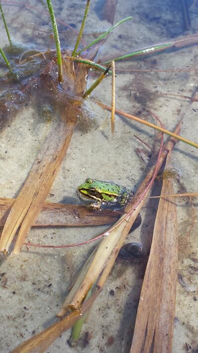 Frosch am See