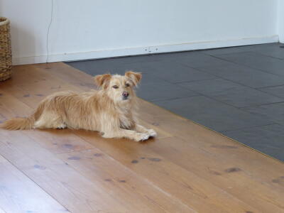 Mascha der Wachhund