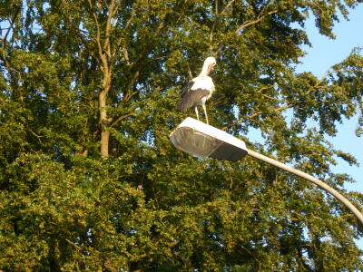 Storch auf Lampe