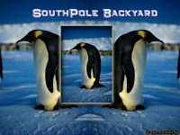 Southpole-Backyard